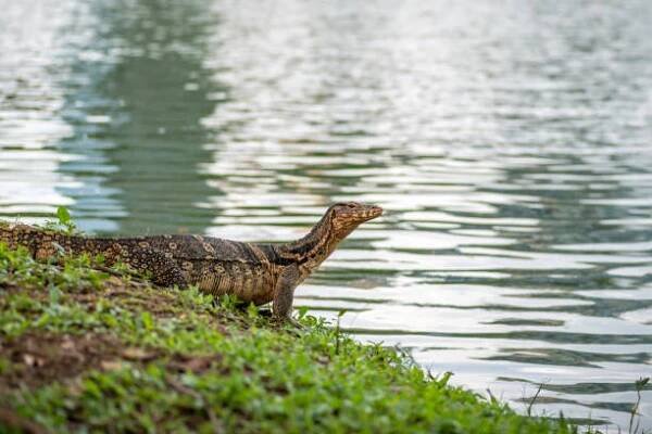 monitorujte ještěrky v blízkosti okraje vody v parku lumphini v bangkoku, thajsko - lumpini park - stock snímky, obrázky a fotky