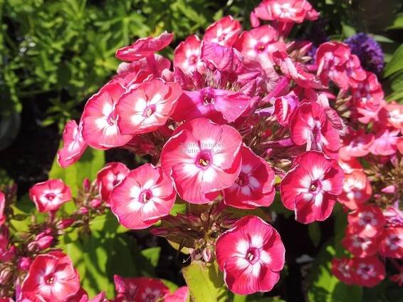 Phlox paniculata " Famous Coral ® " - flox, plamenka latnatá Zahradnictví Krulichovi - zahradnictví, květinářství, trvalky