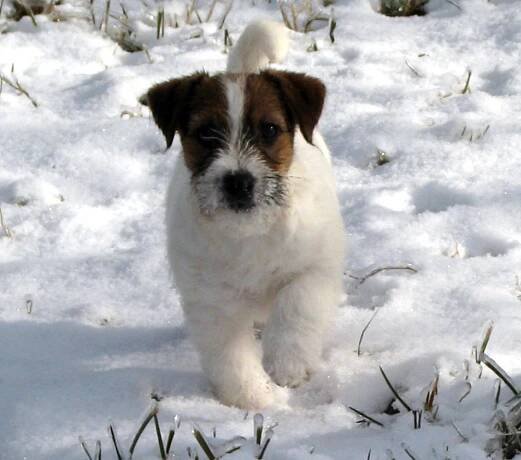 Jack Russell teriér