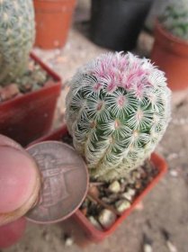 kaktusy echinocereus pectinatus v rigidissimus