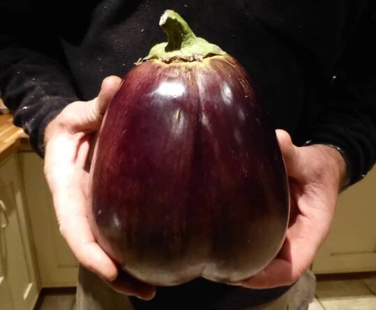 aubergine