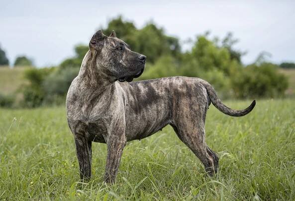 Geisha de Rey Gladiador – Rey Gladiador – Presa Canario breeders in USA Kentucky | Presa Canario Puppies