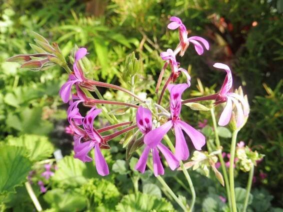 Pelargonium reniforme - muškát Zahradnictví Krulichovi - zahradnictví, květinářství, trvalky, skalničky, bylinky a koření