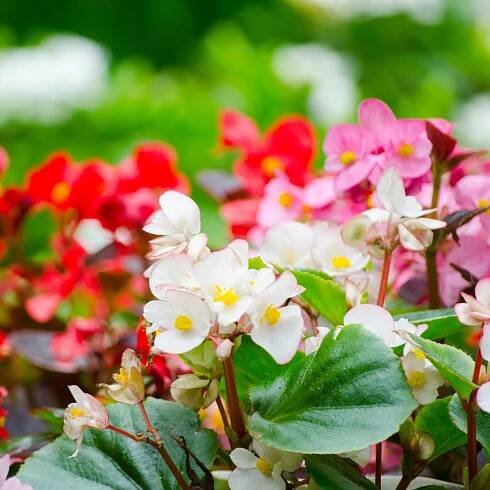 Semena begonie – Begonie Nightlife Mix F1 – Begonia semperflorens