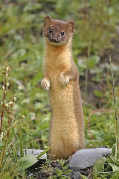 Least weasel