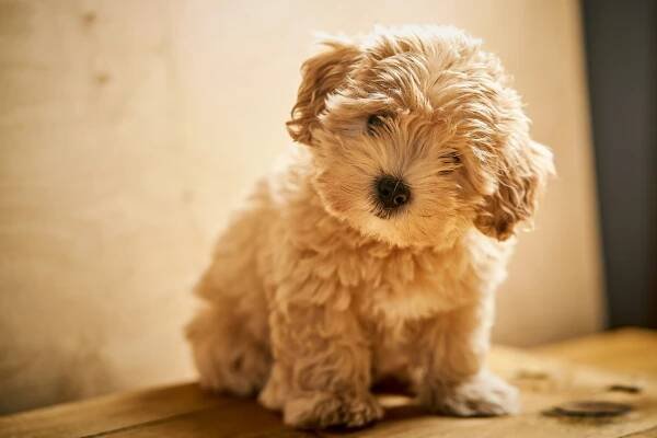 Maltipoo f1b štěňata - bazar - Hyperinzerce.cz