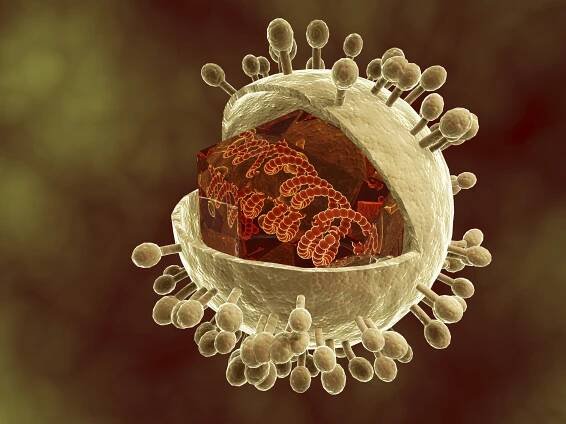 Cytomegalovirus’ Immune Evasion Tactics Uncovered