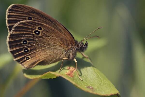 okáč prosíčkový (Aphantopus hyperantus)