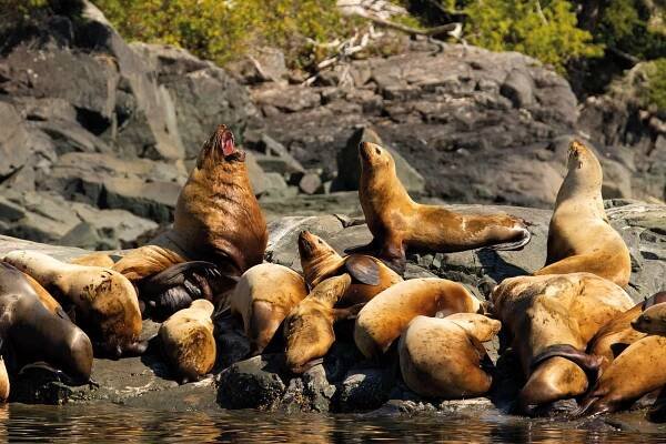 Safeguarding the wildlife-filled waters of Canada's Great Bear Sea - Wanderlust