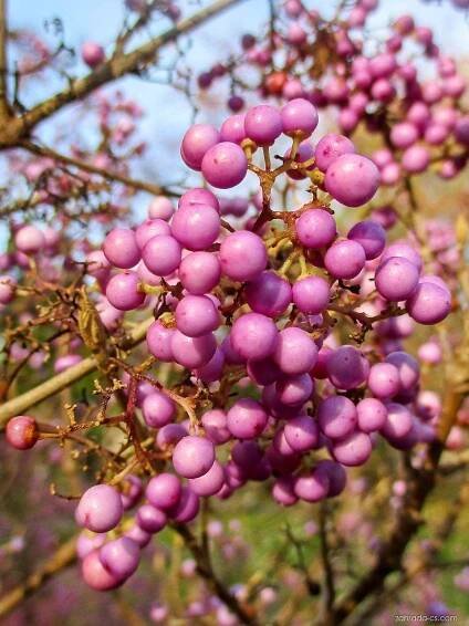 Atlas - fotogalerie: callicarpa; plody, plodenství 1