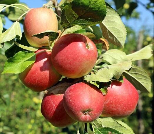 FRUIT TREES — Town Creek Nursery
