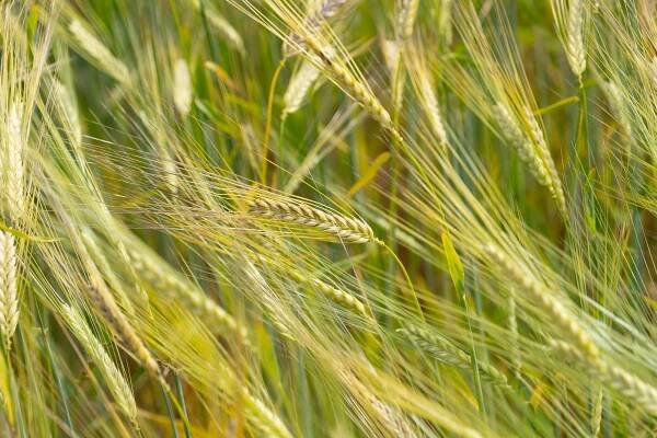 Everyone Should Grow Barley