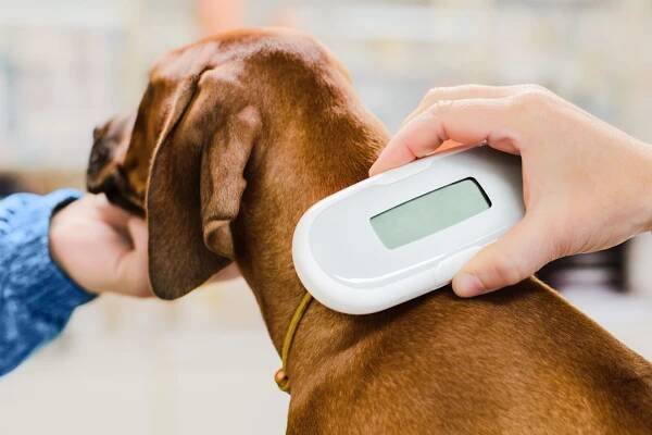 Warum Sie Ihren Hund chippen lassen sollten