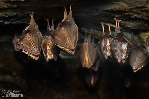 Vrápenec malý | Naturfoto.cz
