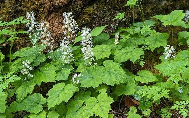 low-maintenance ground cover for shade
