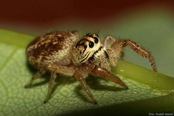 Česká arachnologická společnost - Macaroeris nidicolens (Walckenaer, 1802) [skákavka sosnová] → Čeleď: Salticidae → Rod
