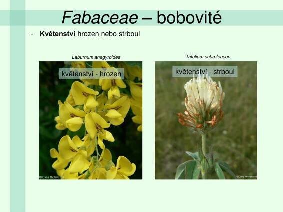 PPT - Fabaceae – bobovité PowerPoint Presentation, free download - ID:5200762