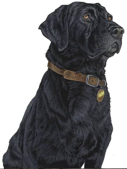 Dogs | 