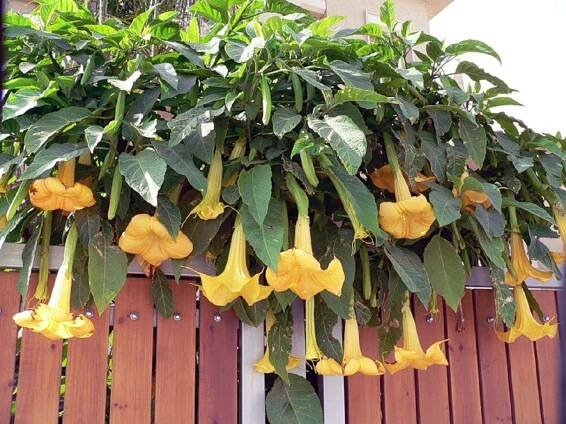 Brugmansia: výsadba a péče doma, krmení, reprodukce