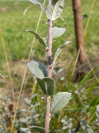 Vrba plazivá (Salix repens)