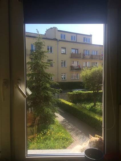 Když vám na okno zaklepe návštěva… – Vše o kočkách a nejen o nich