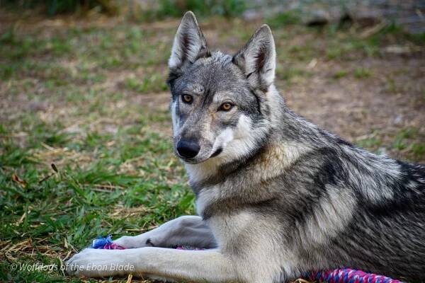 Non-Breeding Pets — Wolfdogs of the Ebon Blade