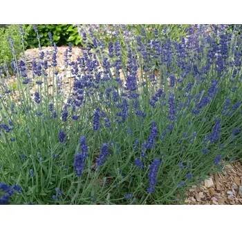 levandule-online.cz Lavandula angustifolia Blue Scent Early, květináč 9 cm - Levandule lékařská