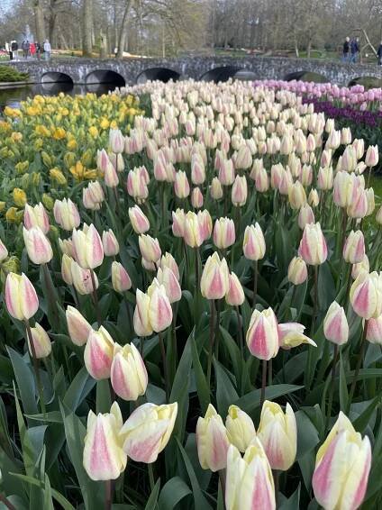 Keukenhof tickets are sold out? Check here