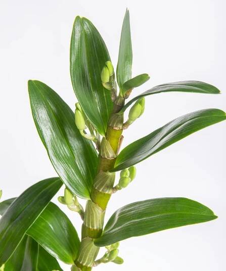 Orchidej Stromobytec, Dendrobium nobile, bílá, skladem | ZAZUMi.cz