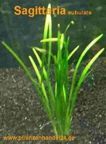 Obrázek produktu pro 5 svazků Sagittaria subulata, hrot šípu, akvárium