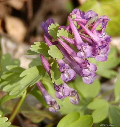Dymnivka dutá (Corydalis cava)