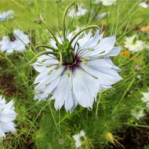 Černucha setá - Kmín černý - Nigella sativa - osivo černuchy - 25 ks