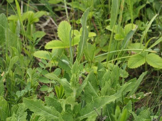 Vřetenuška čtverotečná – Zygaena punctum – fotogalerie – Motýli a Krajina nejen Brněnska