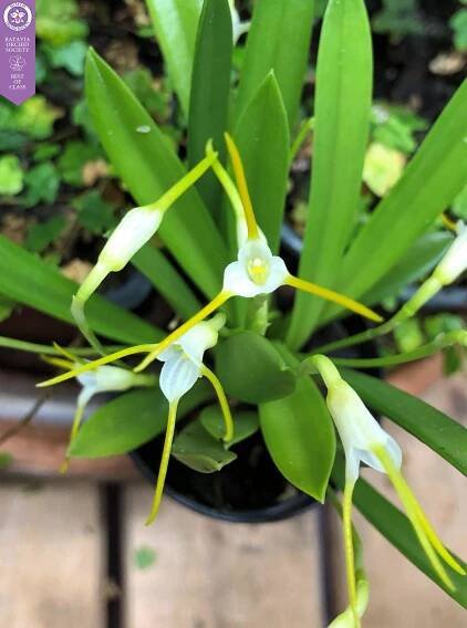 Virtual Orchid Show – Batavia Orchid Society