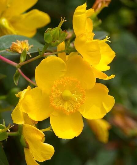 yellow flowers of Hypericum &lsquo;Hidcote&rsquo;