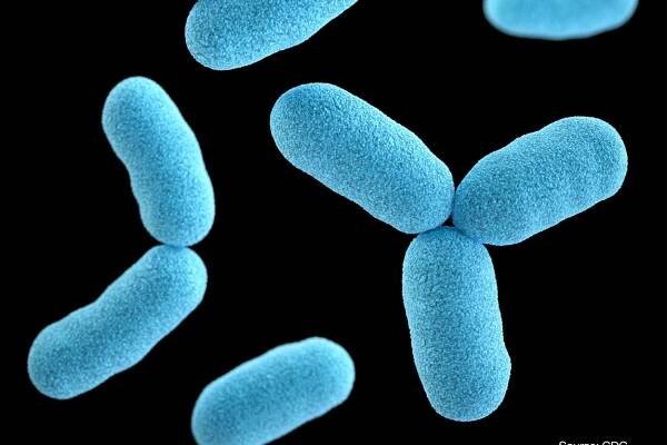 A three-dimensional, computer-generated illustration of a group of Corynebacterium diphtheriae bacteria, based upon scanning electron microscopic imagery