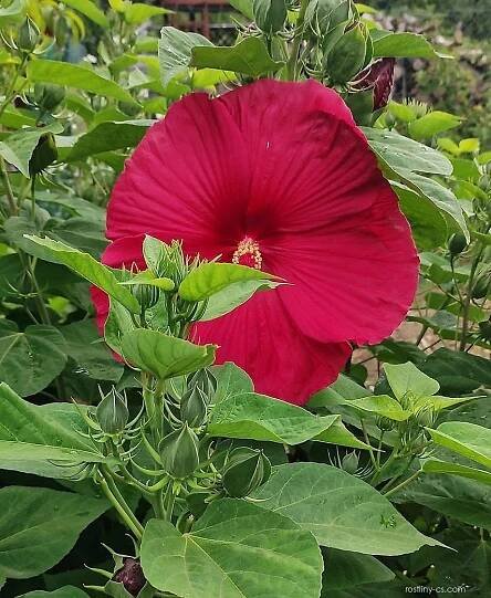 Ibišek bahenní (Hibiscus moscheutos)