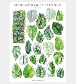 Epipremnum & Scindapsus Species Poster