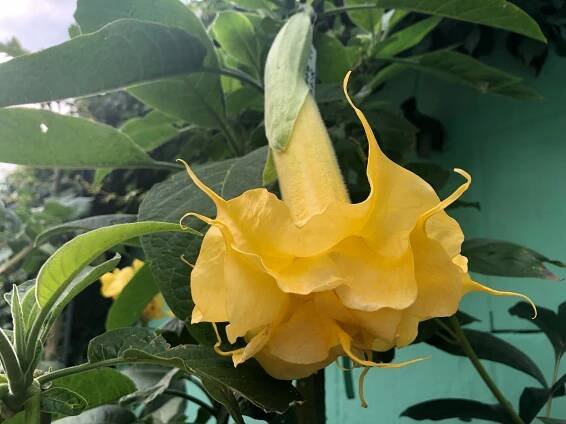ZITRONENKÖNIG | Brugmansia
