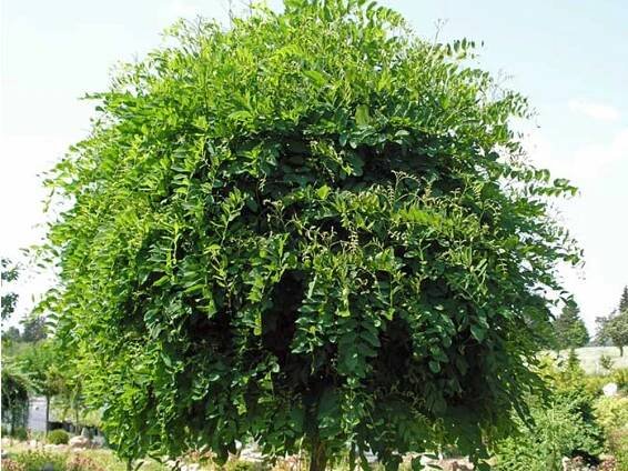 Robinia pseudoacacia 'Umbraculifera' - trnovník akát - Bambuscentrum.cz