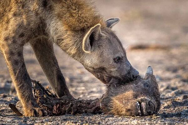 Pristine Wilderness at its finest: An up-close safari journey