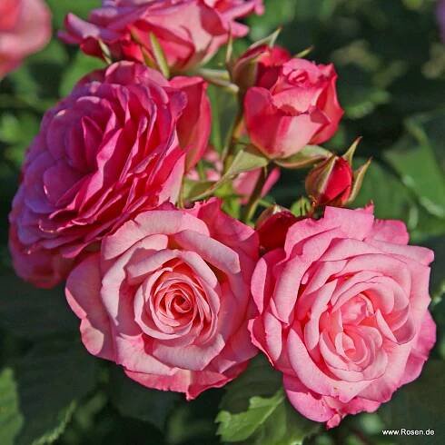 ROSA KORDES 2L Xenia® - Obrázek 3