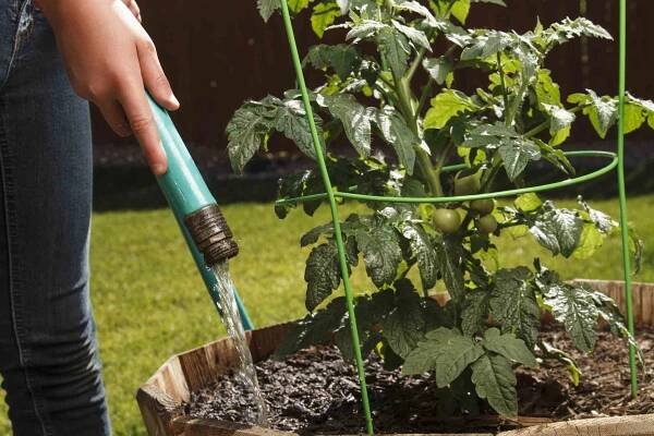 20 Tips for Watering Your Indoor and Outdoor Plants