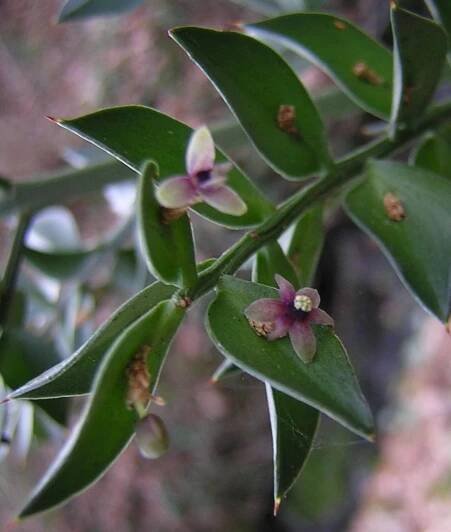 Soubor:Ruscus aculeatus fleur.jpg – Wikipedie