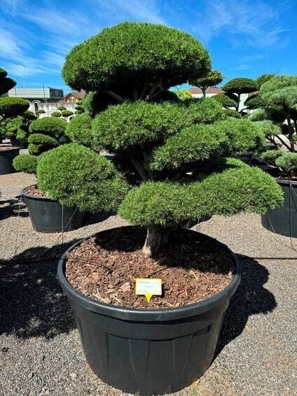 2568 – Borovice kleč – Pinus mugo ‘Mops’