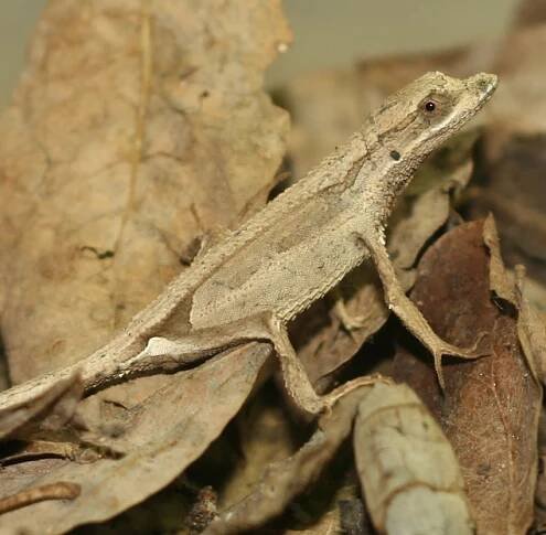 metazoa11