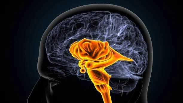 3d ilustrace anatomie vnitřních částí lidského mozku - neuropatie - stock snímky, obrázky a fotky