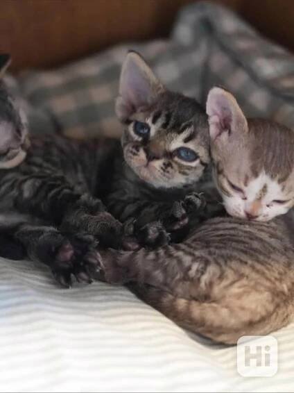 roztomilý a okouzlující kotě plemene devon rex na prodej - foto 1