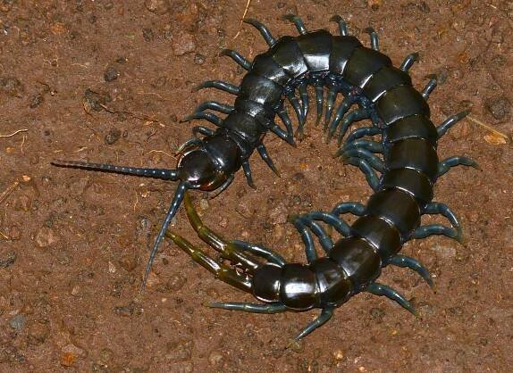 Ethmostigmus trigonopodus