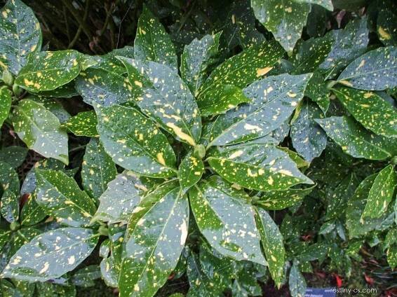 Aukuba japonská Variegata (Aucuba japonica)